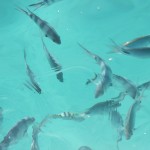 image00370