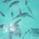 image00371
